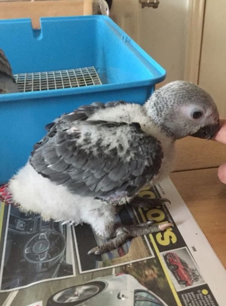 adopteien charlie