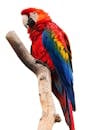 A stunning scarlet macaw displays its colorful plumage while perched on a branch.